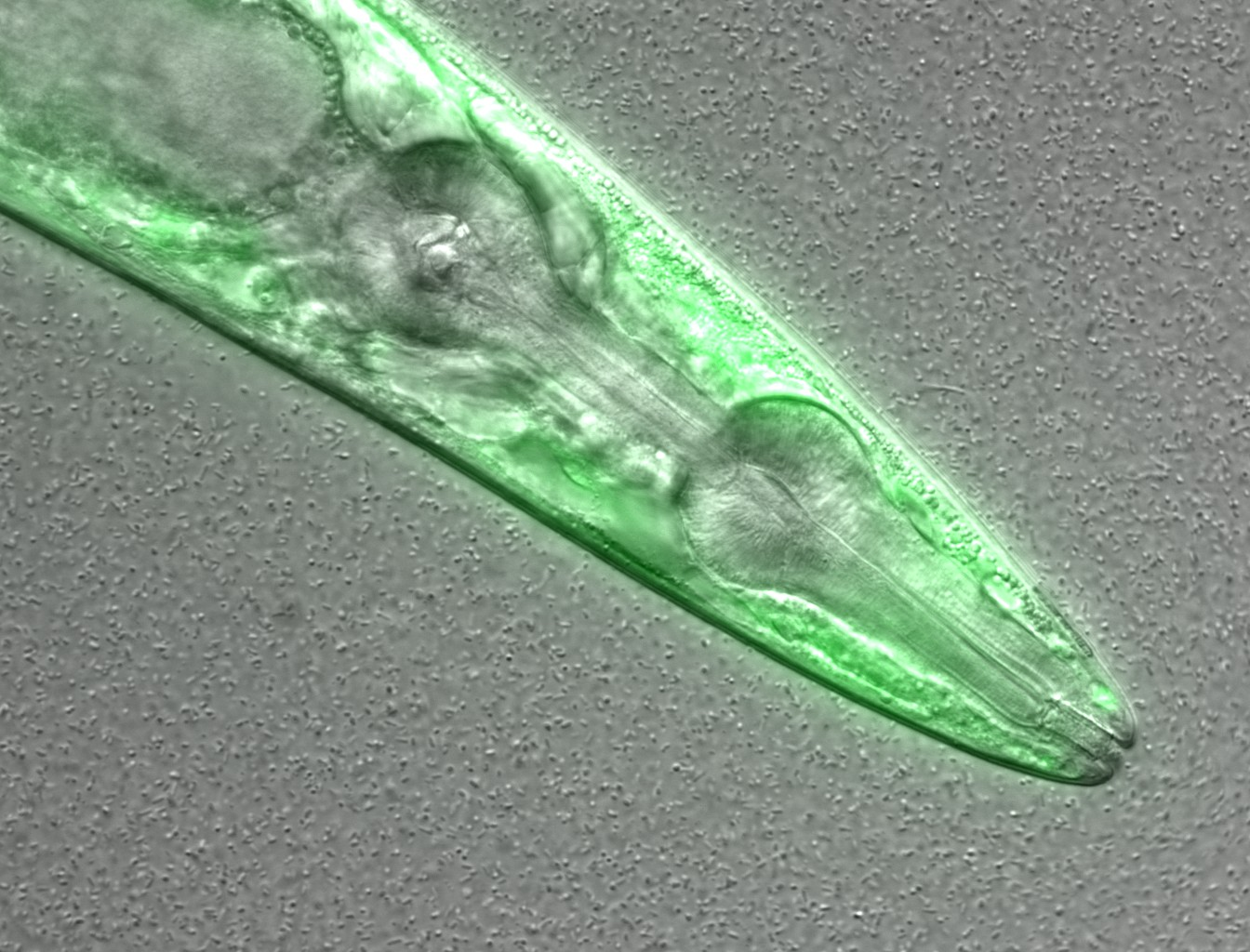 nematode_confocal_microscopy_image